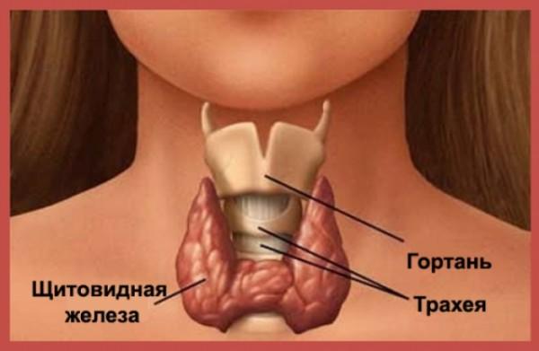 10 признаков проблем со щитовидной железой, о которых вы никогда бы не подумали