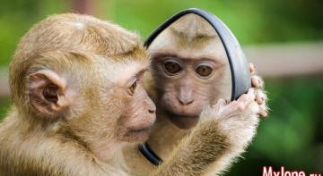 Как вести себя с обезьянками в экзотических странах?